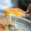 A foodie’s guide to Amman, Jordan: the Middle East destination for food lovers – Lonely Planet