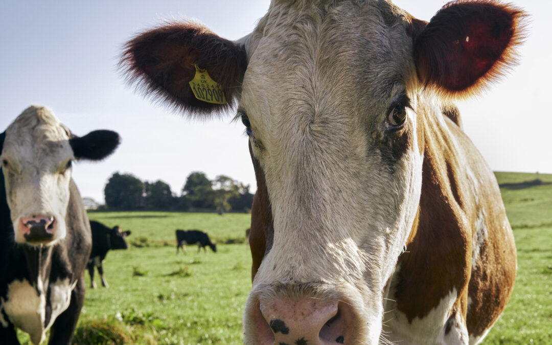 Black Cow Pure Milk Vodka – British Travel Journal