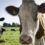 Black Cow Pure Milk Vodka – British Travel Journal